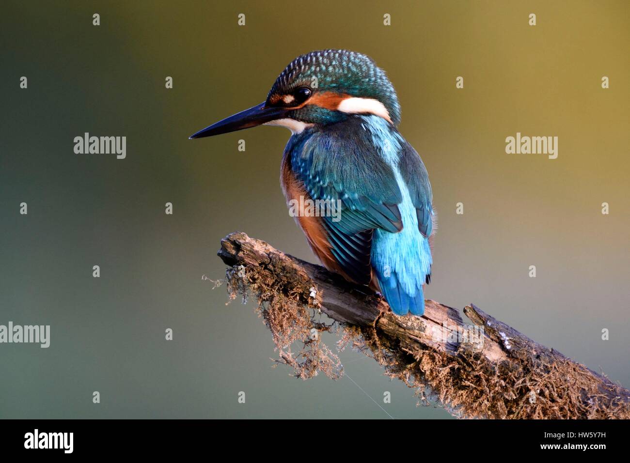 France, Doubs, espace naturel de l'Allan, Brognard, Martin-pêcheur d'Europe (Alcedo atthis), juvénile perché sur une branche dominant la surface de l'eau à l'affût d'une proie Stock Photo