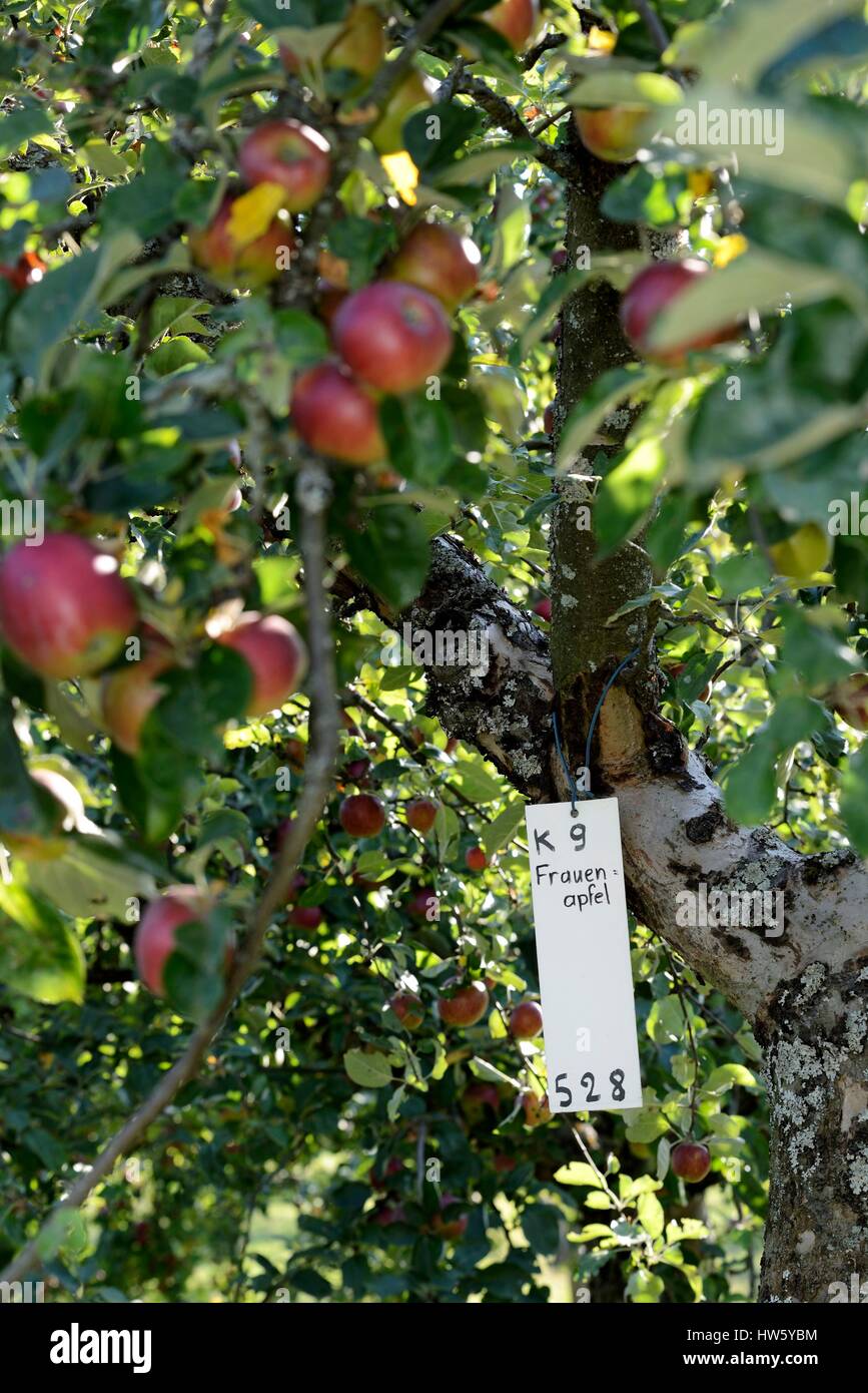 France, Bas Rhin, Froeschwiller, orchard of apples, apple (Malus pumila