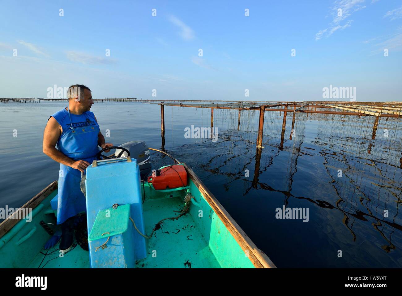 France, Herault, Bouzigues, Etang de Thau, breeding in suspension on ropes in the oyster park Stock Photo