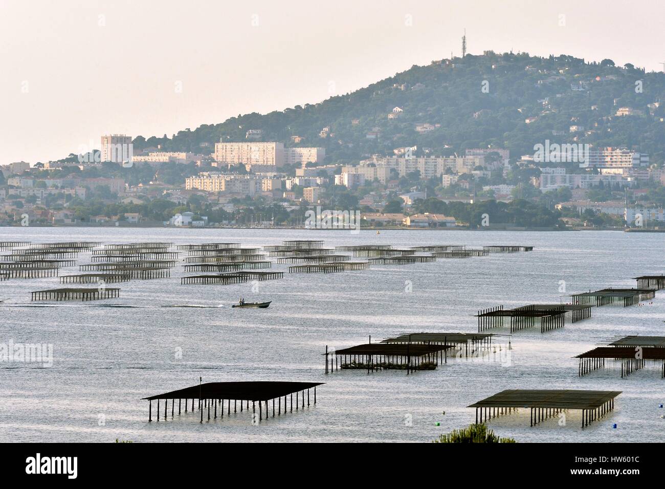 France Herault Bouzigues Etang de Thau breeding in suspension on ropes in the oyster park oyster parks facing Mont Saint Clair Stock Photo