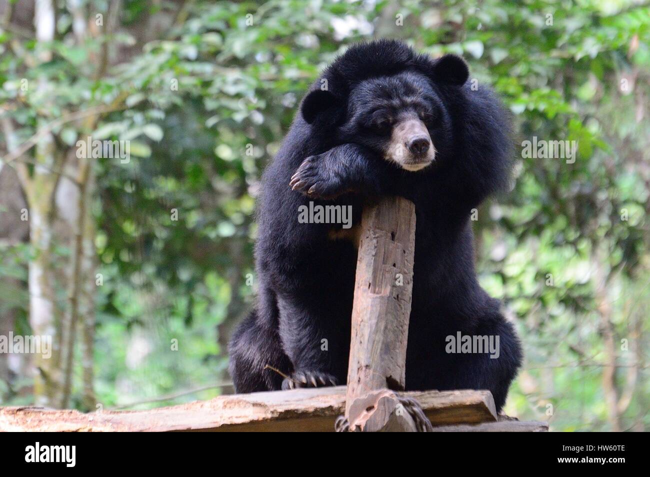 Laos, Luang Prabang Province, Kuang Si, Asiatic Black Bear in the Tat Kuang Si rescue centre near Luang Prabang, most of the bears in the centre were confiscated by the Lao Government from illegal poachers Stock Photo