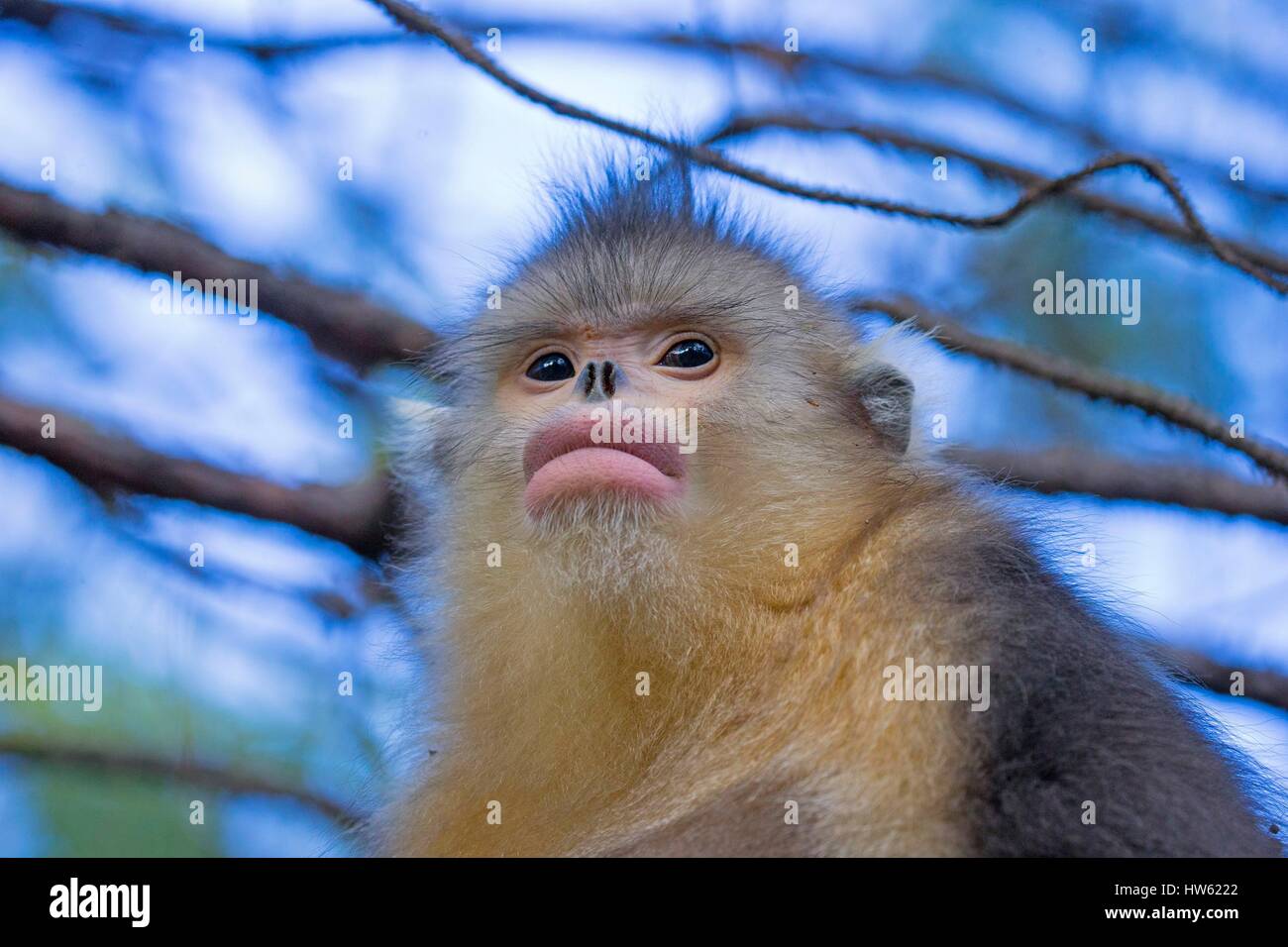 China, Yunnan province, Yunnan Snub-nosed Monkey (Rhinopithecus bieti) Stock Photo