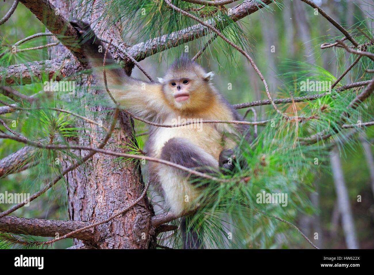 China, Yunnan province, Yunnan Snub-nosed Monkey (Rhinopithecus bieti), young in a tree Stock Photo