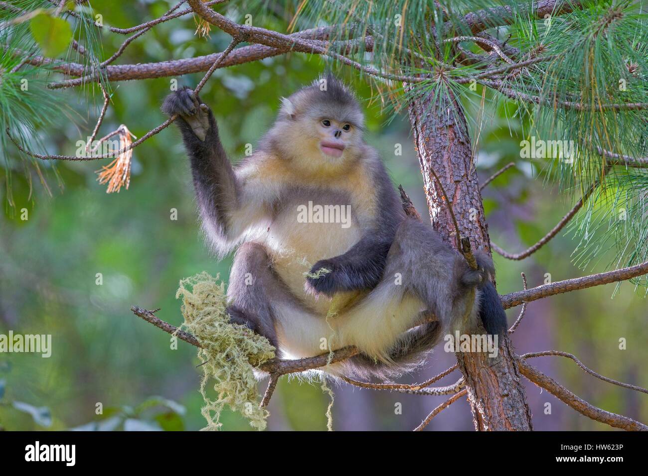 China, Yunnan province, Yunnan Snub-nosed Monkey (Rhinopithecus bieti), eating lichen Stock Photo