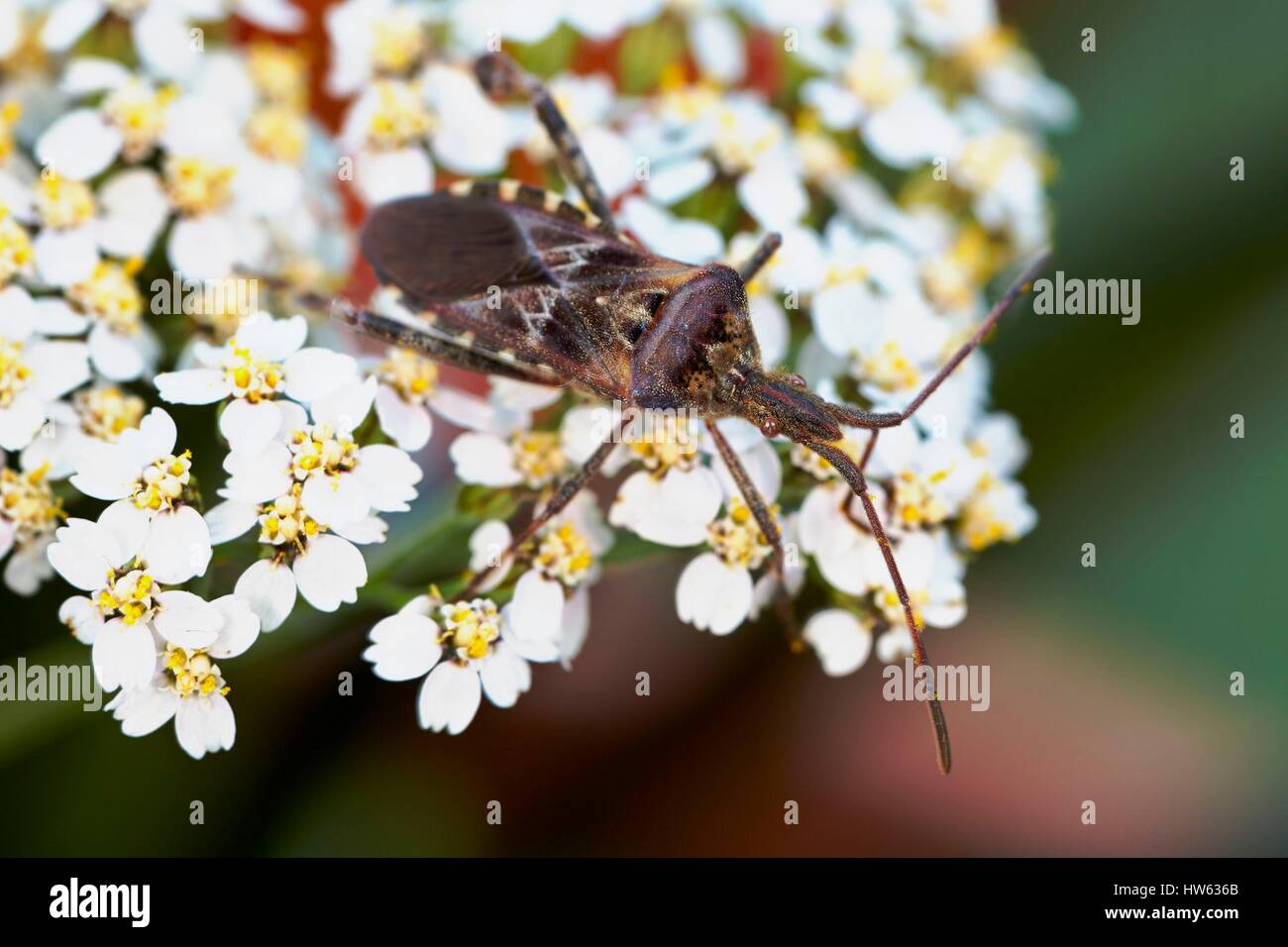 France, Morbihan, Hemiptera, Coreidae, Western conifer seed bug or Leaf-footed bug (Leptoglossus occidentalis) Stock Photo