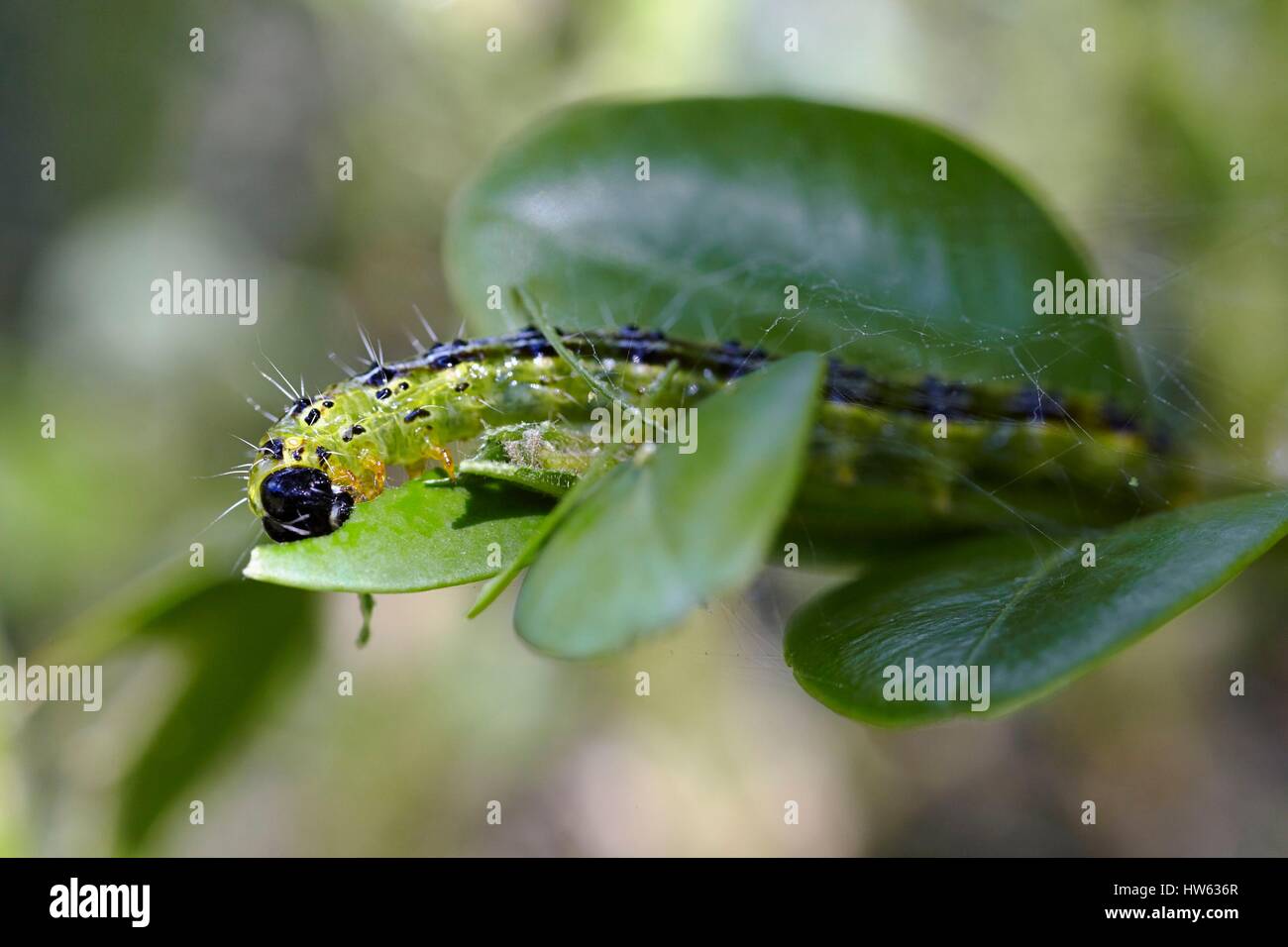 France, Morbihan, Lepidoptera, Crambidae, Box Tree Moth (Cydalima perspectalis), caterpillar Stock Photo