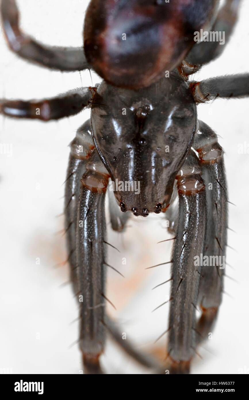 France, Morbihan, Araneae, Tetragnathidae, European cave spider or Orbweaving cave spider (Meta menardi) Stock Photo