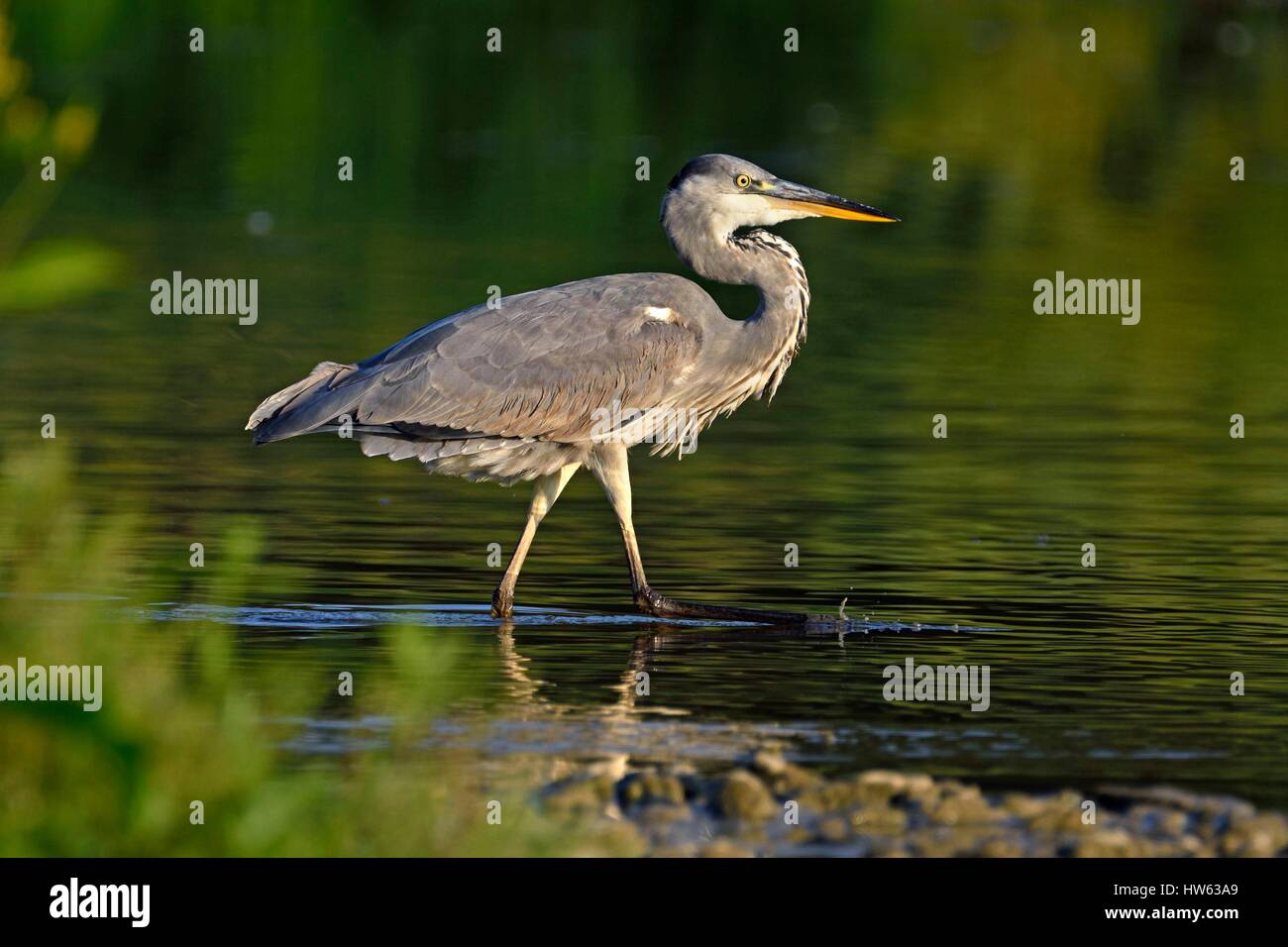 France, Doubs, natural area of Allan in Brognard, Grey Heron (Ardea cinerea), adult hunting in a marsh at low water Stock Photo