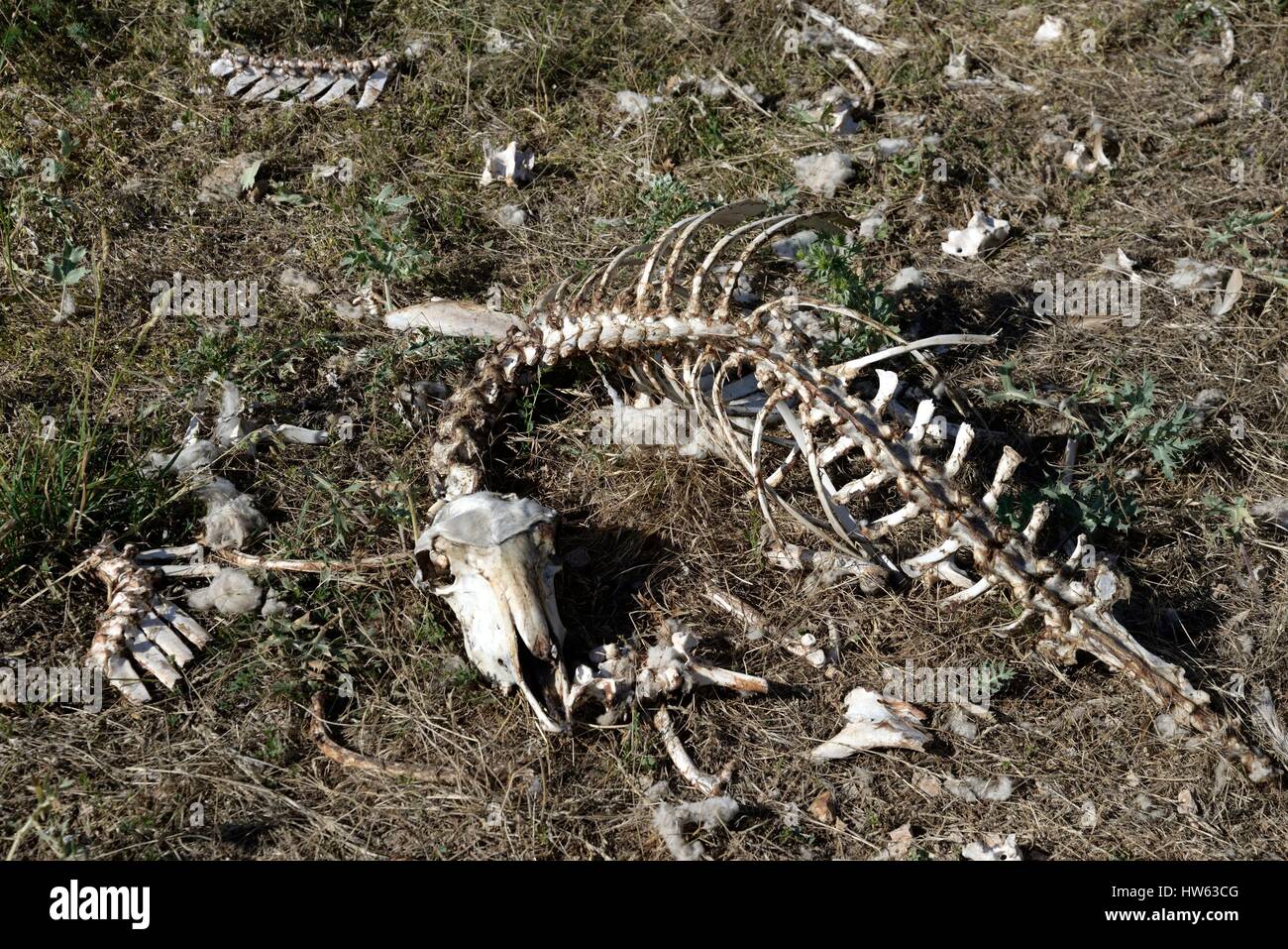 France, Lozere, Cevennes, Causse Mejean, sheep skeleton cleaned by vultures on a mass grave Stock Photo