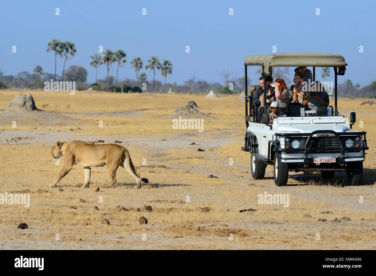 Zimbabwe, Matabeleland North Province, Hwange National Park, tourists in a four-wheel-drive watching a lion (Panthera leo) Stock Photo
