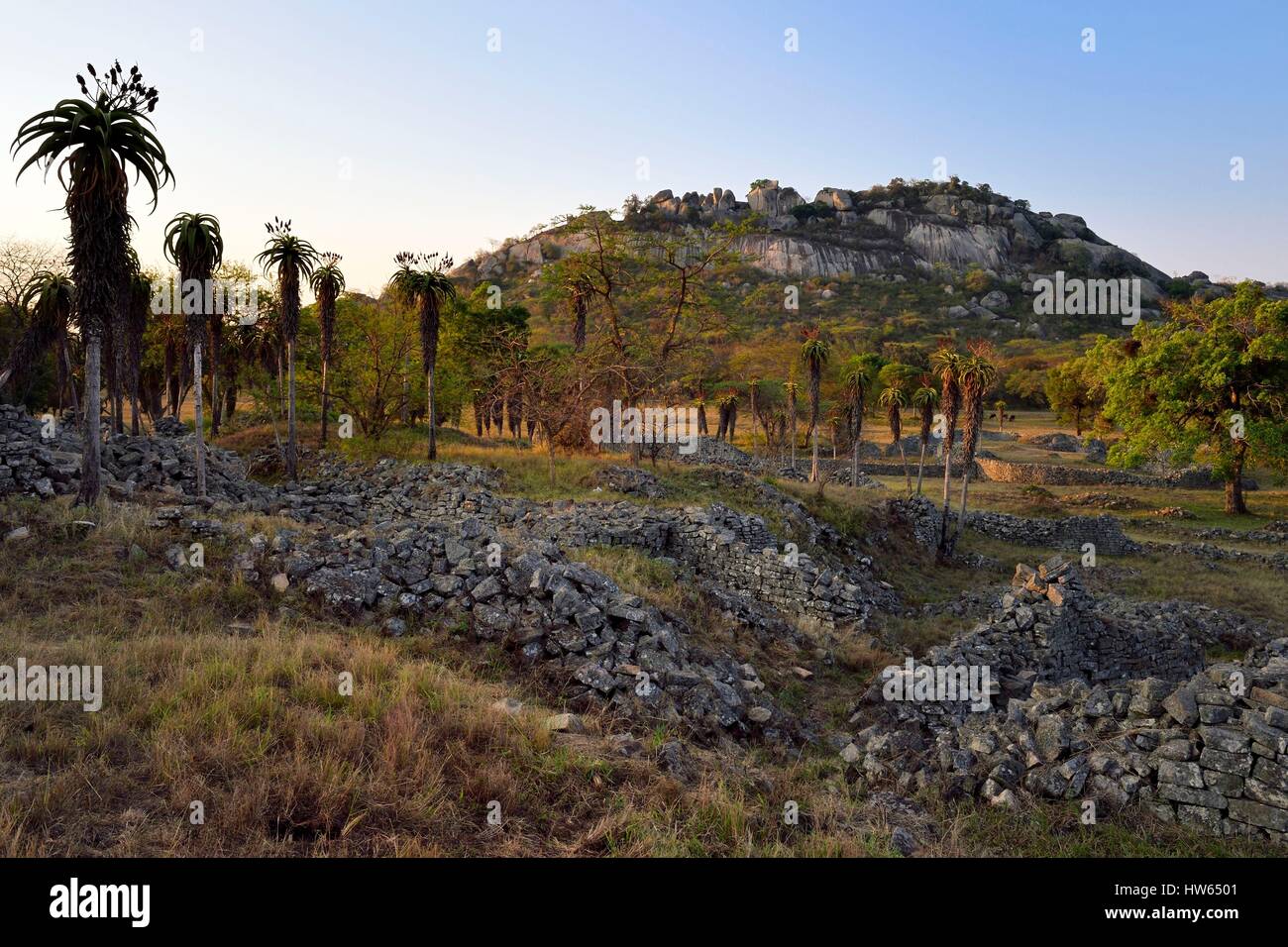 Zimbabwe, Masvingo province, the ruins of the archaeological site of Great Zimbabwe, UNESCO World Heritage List, 10th-15th century, Aloe excelsa (also known as the Zimbabwe Aloe) in the Valley Complex and the Hill Complex in the background Stock Photo