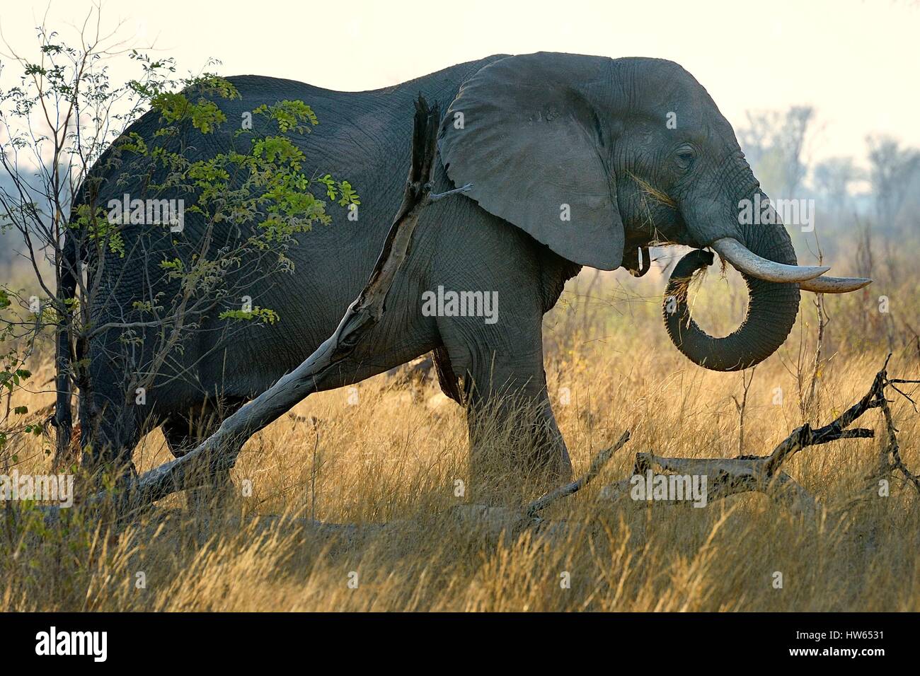 Zimbabwe, Matabeleland North Province, Hwange National Park, wild african elephant (Loxodonta africana) Stock Photo