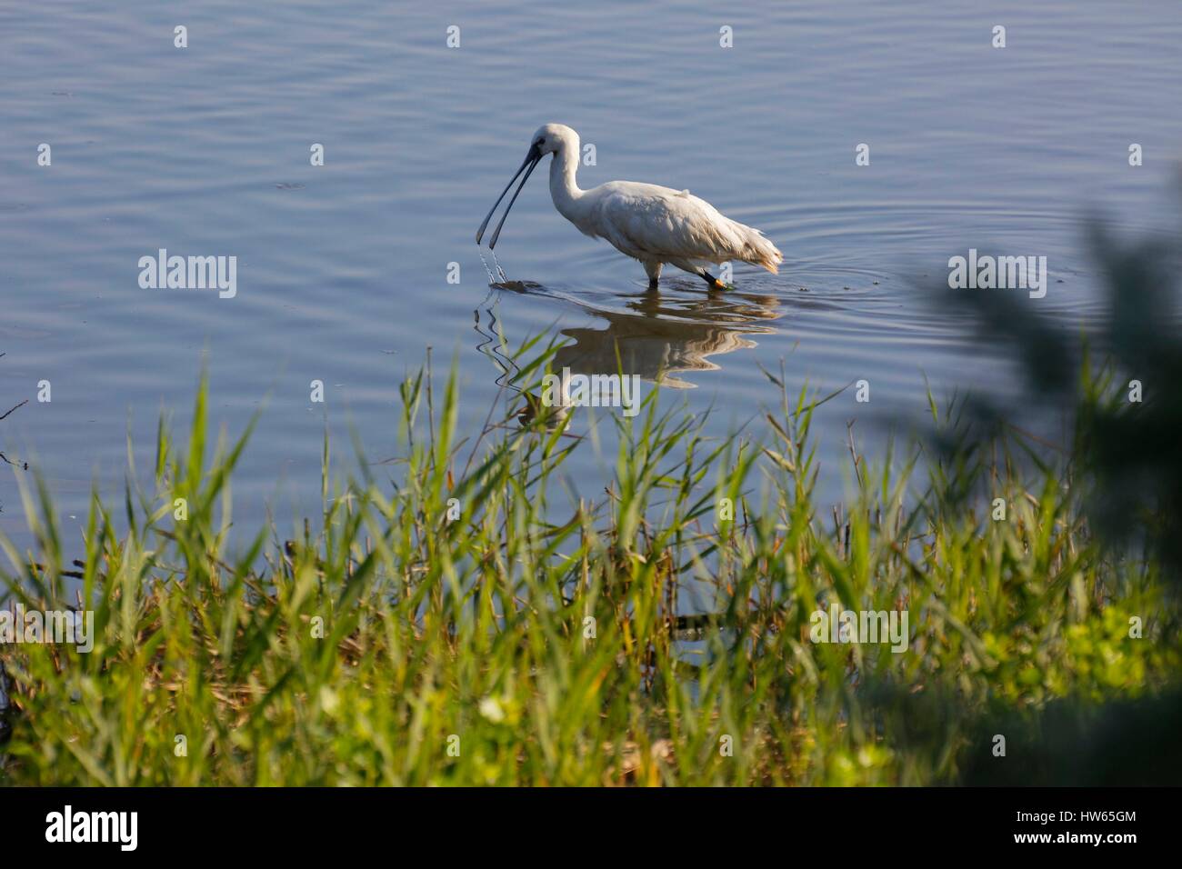France, Gironde, Bassin d'Arcachon, Le Teich, Leyre river delta