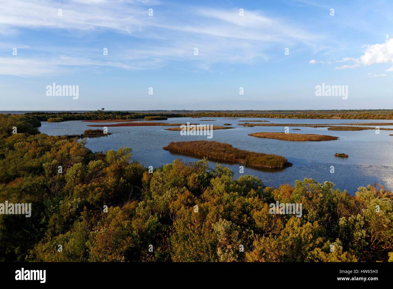 France, Gironde, Bassin d'Arcachon, Le Teich, Leyre river delta, ornithological reserve Stock Photo