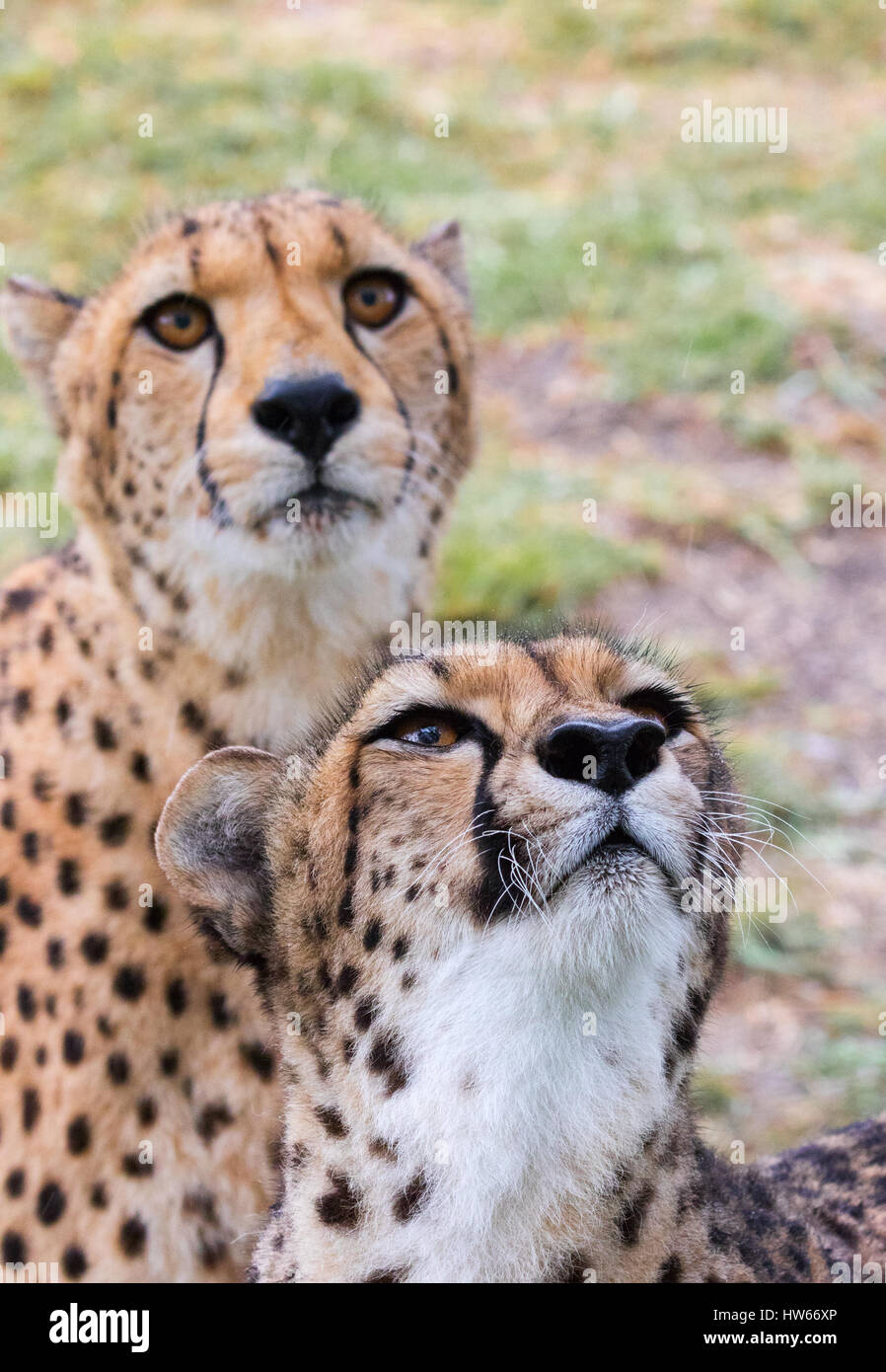 Cheetahs - two adult cheetahs , close up of head, Acinonyx jubatus, South Africa Stock Photo