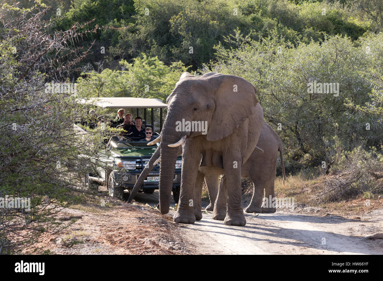 South Africa safari - road blocked by an African elephant; Shamwari Game Reserve, South Africa Stock Photo