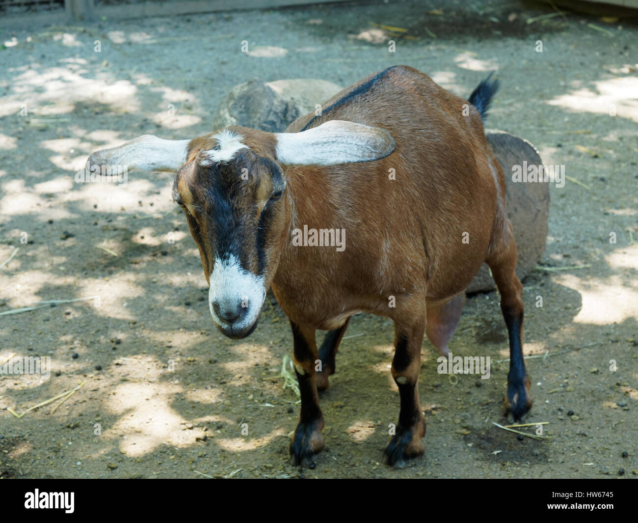 Goat, Central Park, New York, USA Stock Photo
