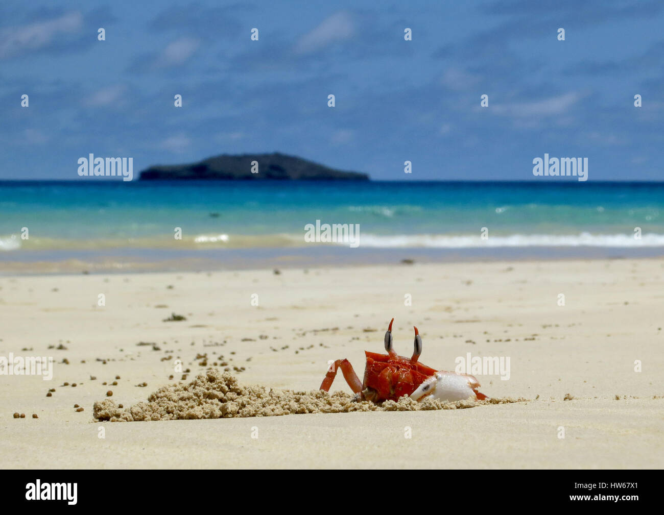 A Ghost Crab digs a hole on Olivine Beach on the island of Floreana, Galapagos, Ecuador Stock Photo