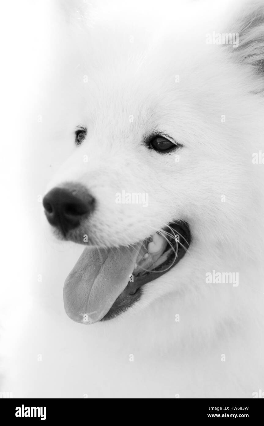 close up on Samoyed dog on white background Stock Photo