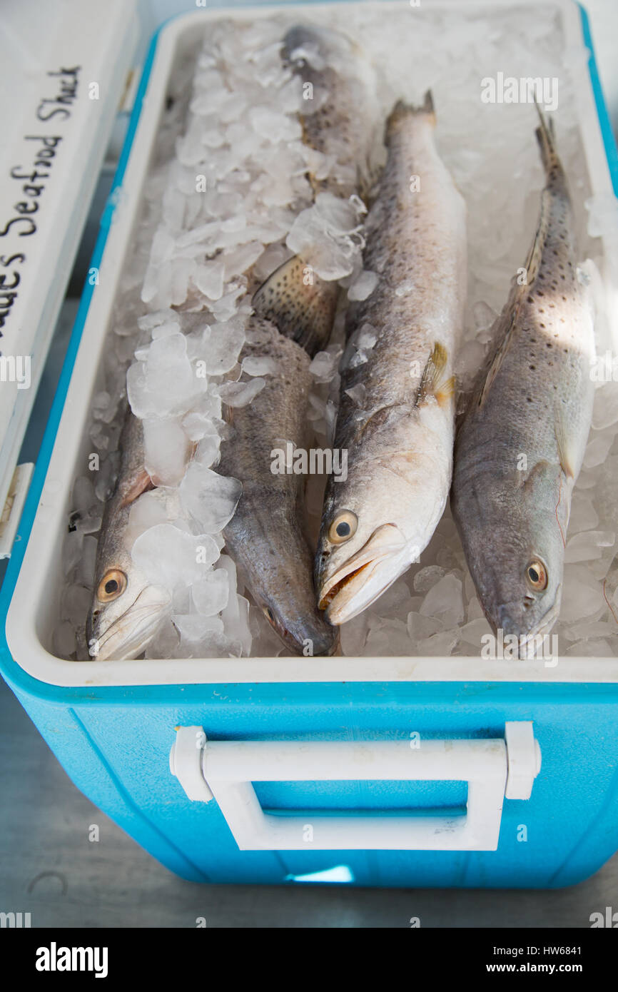 Fish in cooler hi-res stock photography and images - Alamy