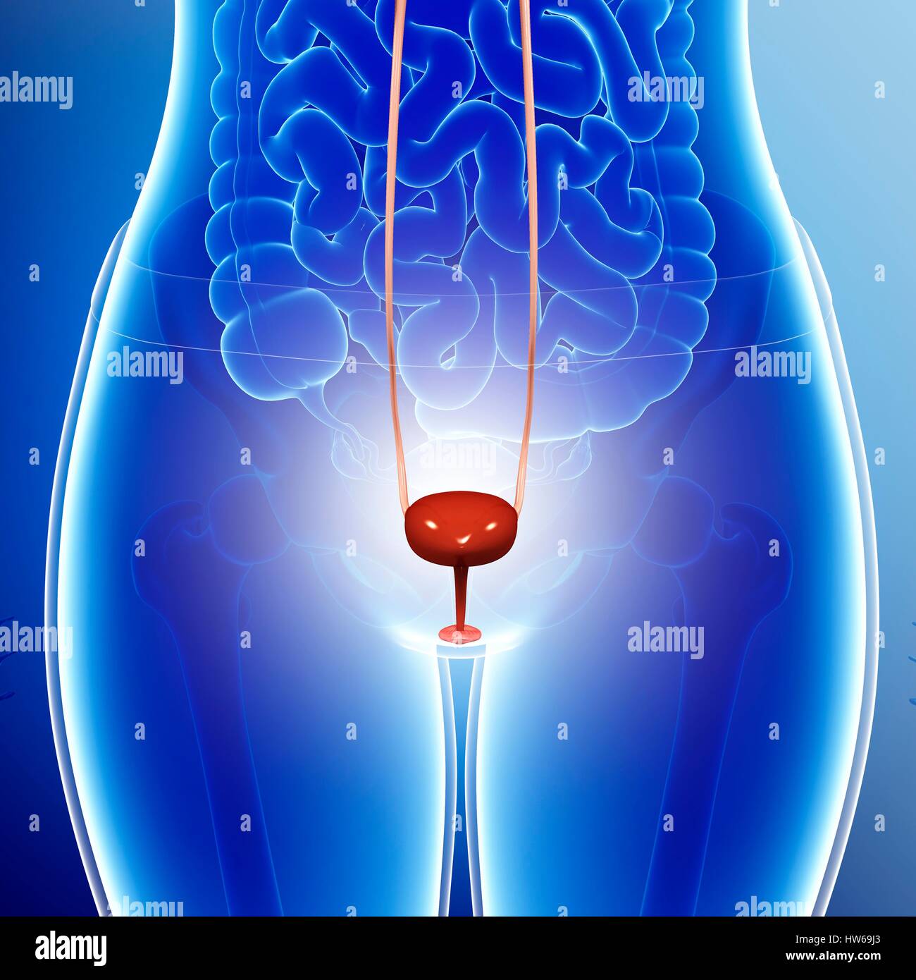 Illustration of a female urinary system Stock Photo Alamy