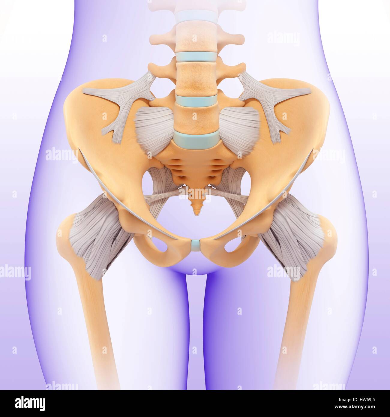 Female pelvis hi-res stock photography and images - Alamy
