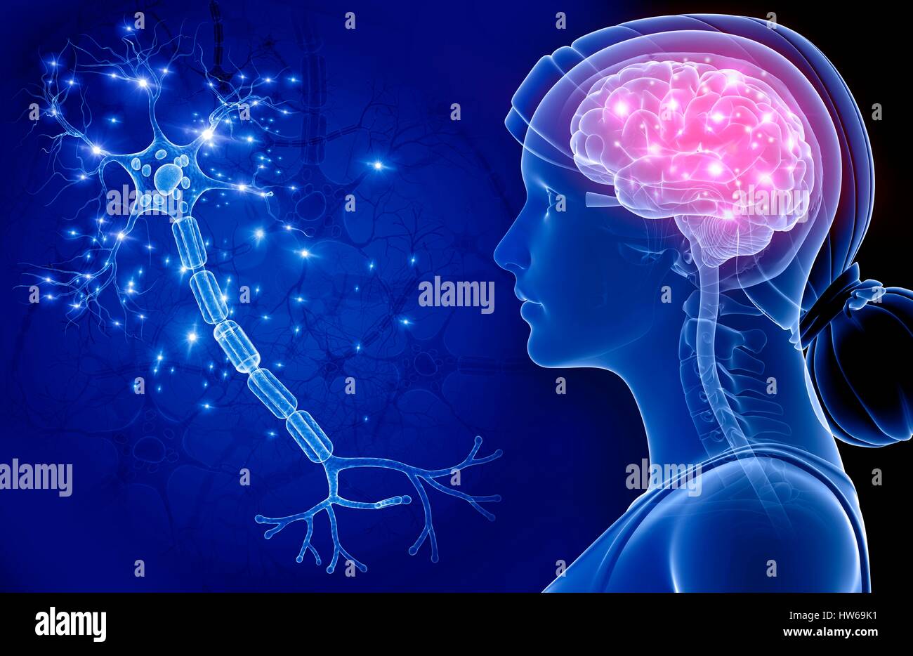 Brain nerve cell 3d hi-res stock photography and images - Alamy