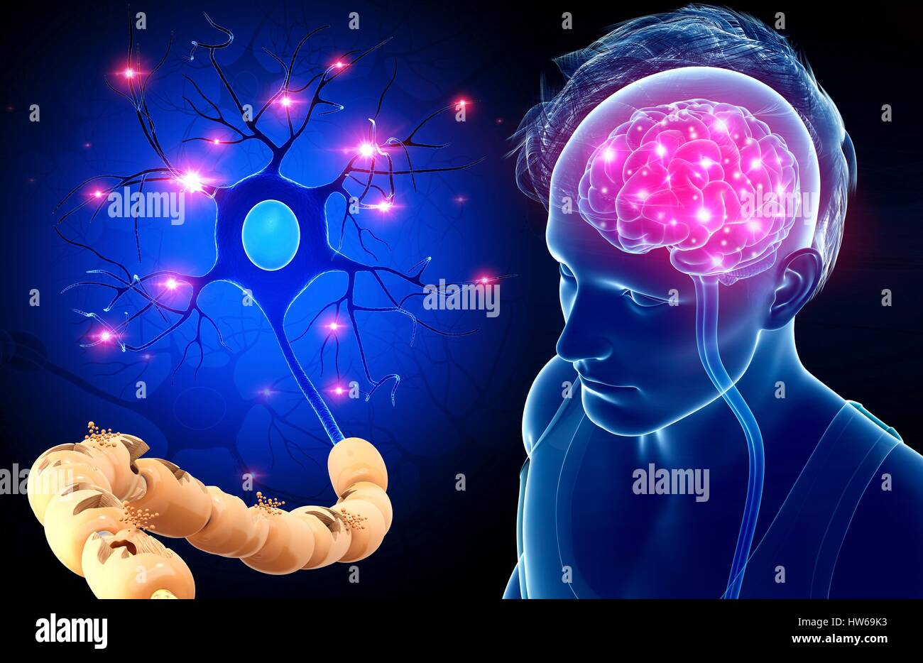 Illustration of a brain and nerve cell Stock Photo - Alamy