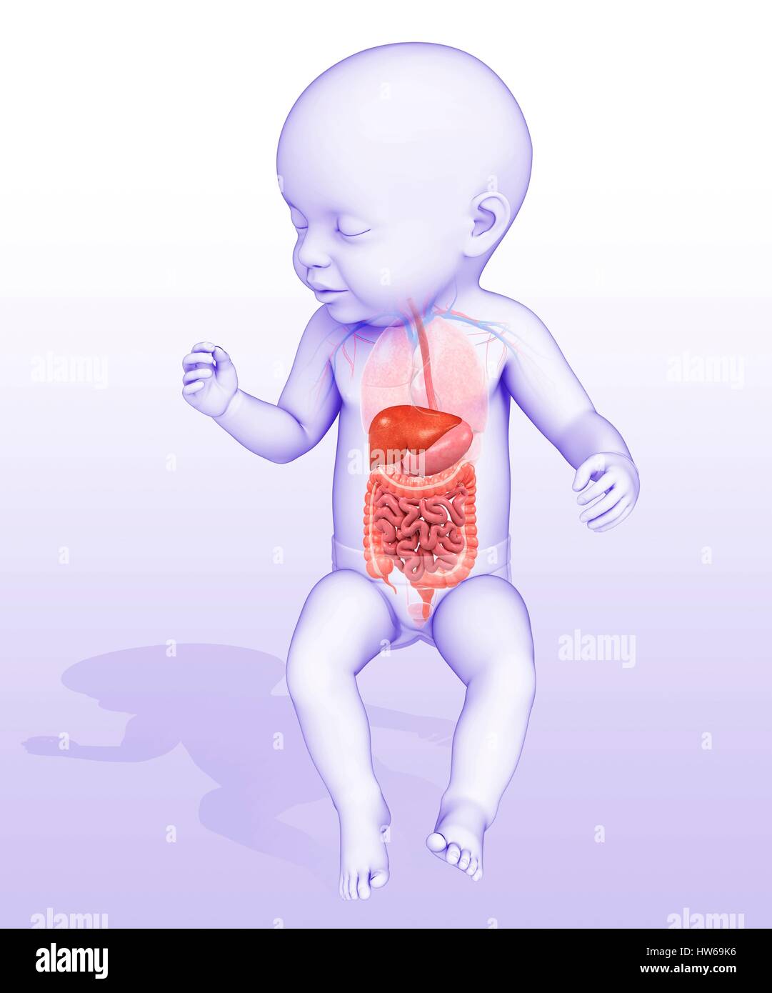 Large Intestine Of A Child High Resolution Stock Photography And Images Alamy