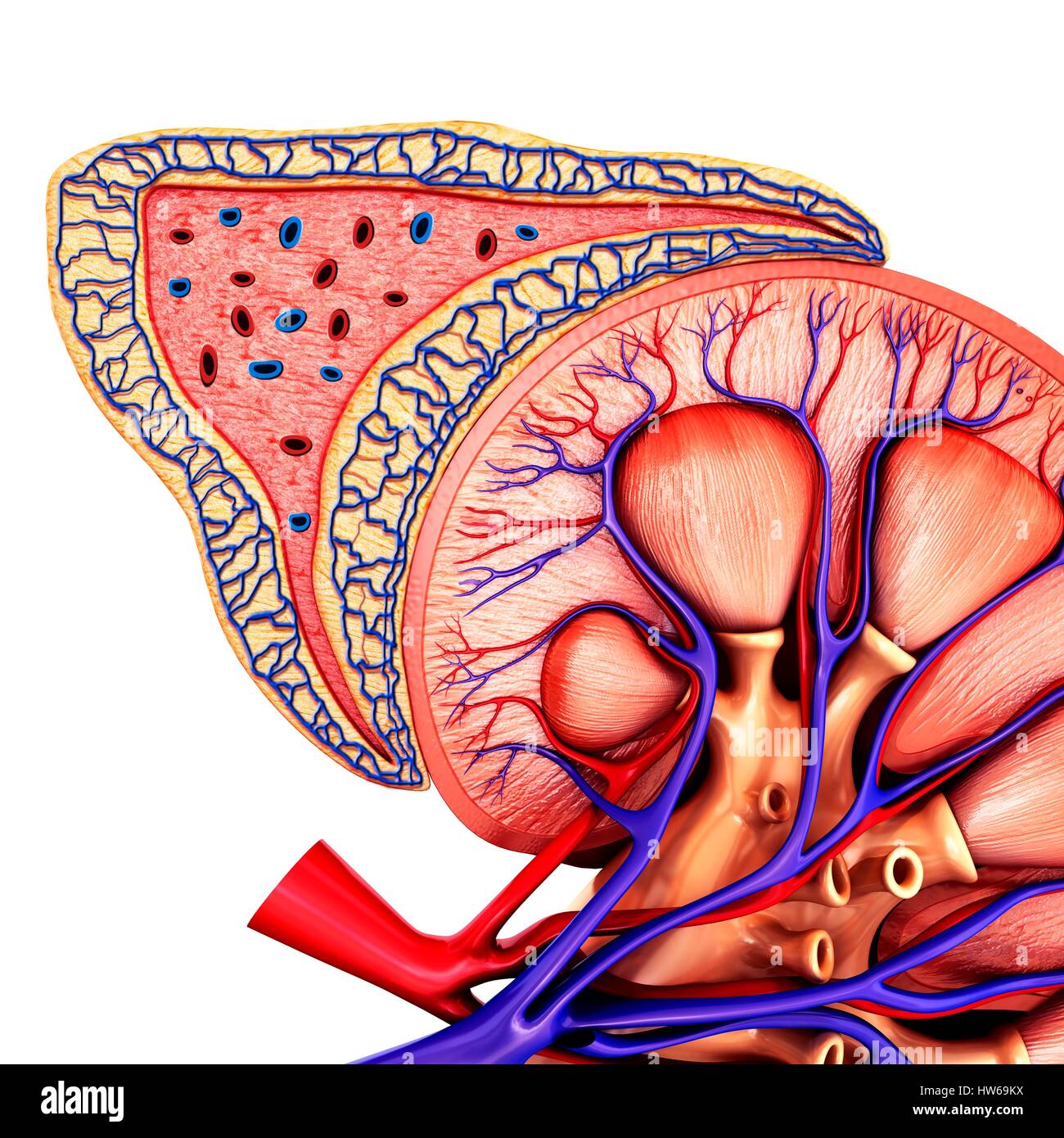 Human kidney anatomy adrenal gland hires stock photography and images Alamy