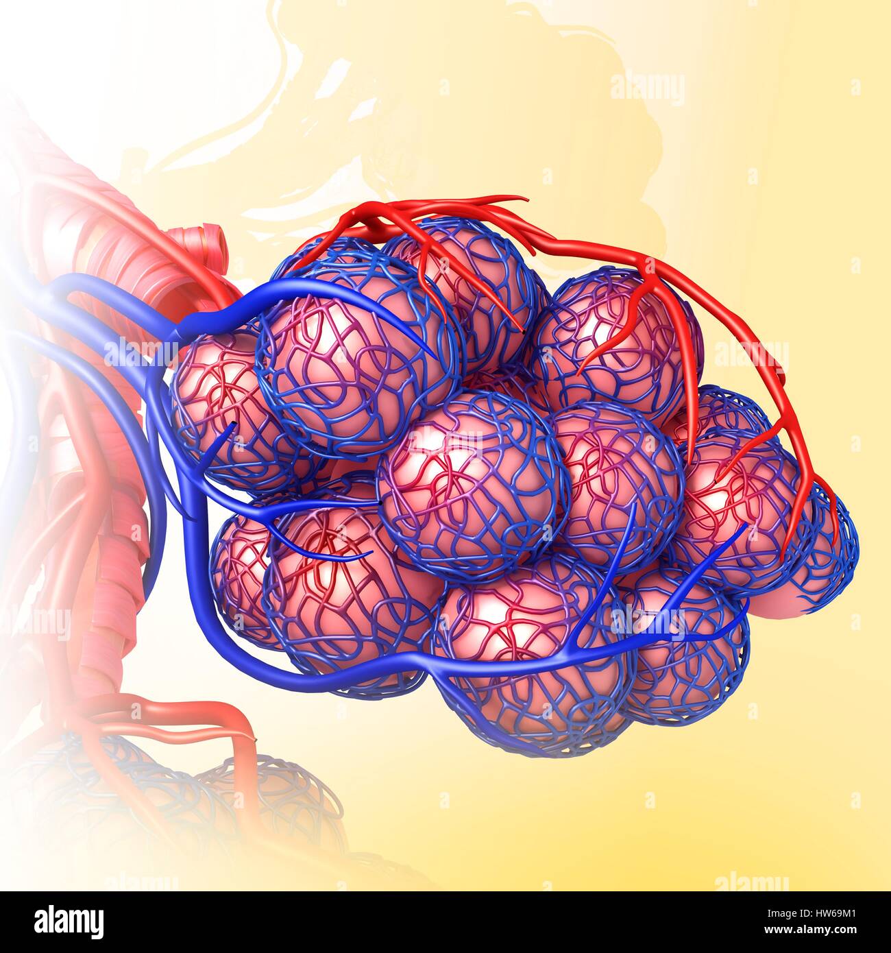 Illustration of alveoli and capillaries Stock Photo Alamy