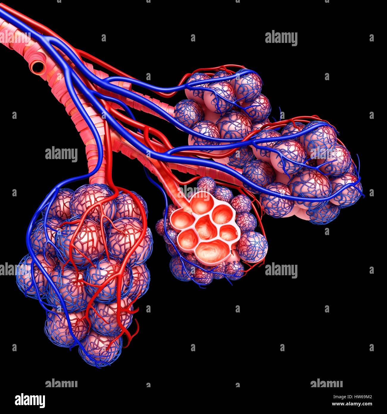 Illustration of alveoli and capillaries Stock Photo Alamy