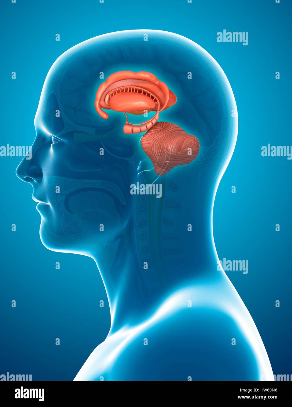 Illustration of human brain structures. Stock Photo