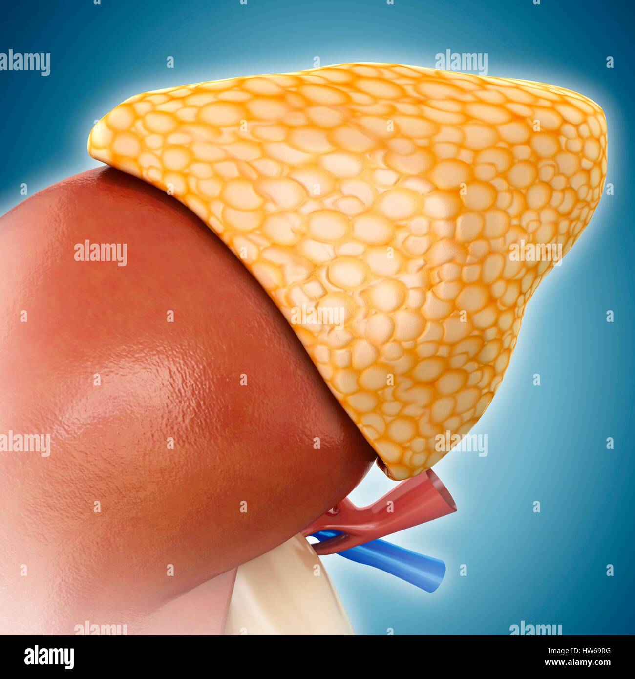 Illustration Of Adrenal Gland Anatomy Stock Photo Alamy