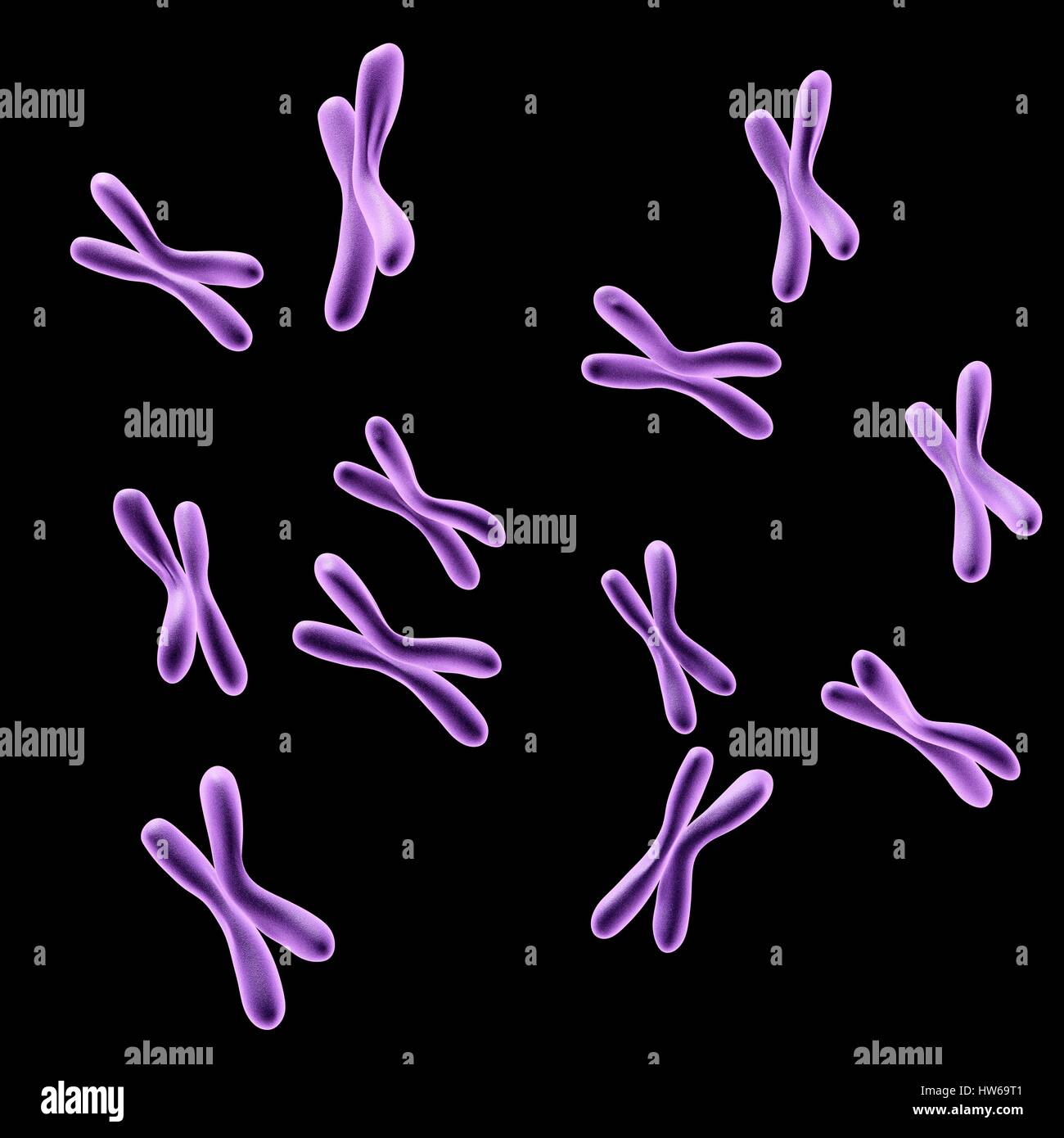 Illustration of human chromosomes. Stock Photo