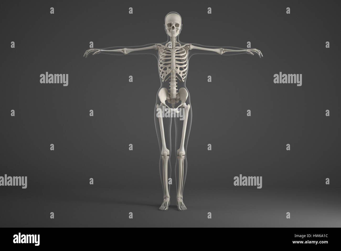 Human skeletal system, illustration. Stock Photo