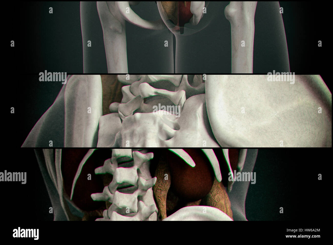 Human vertebrae, illustration. Stock Photo