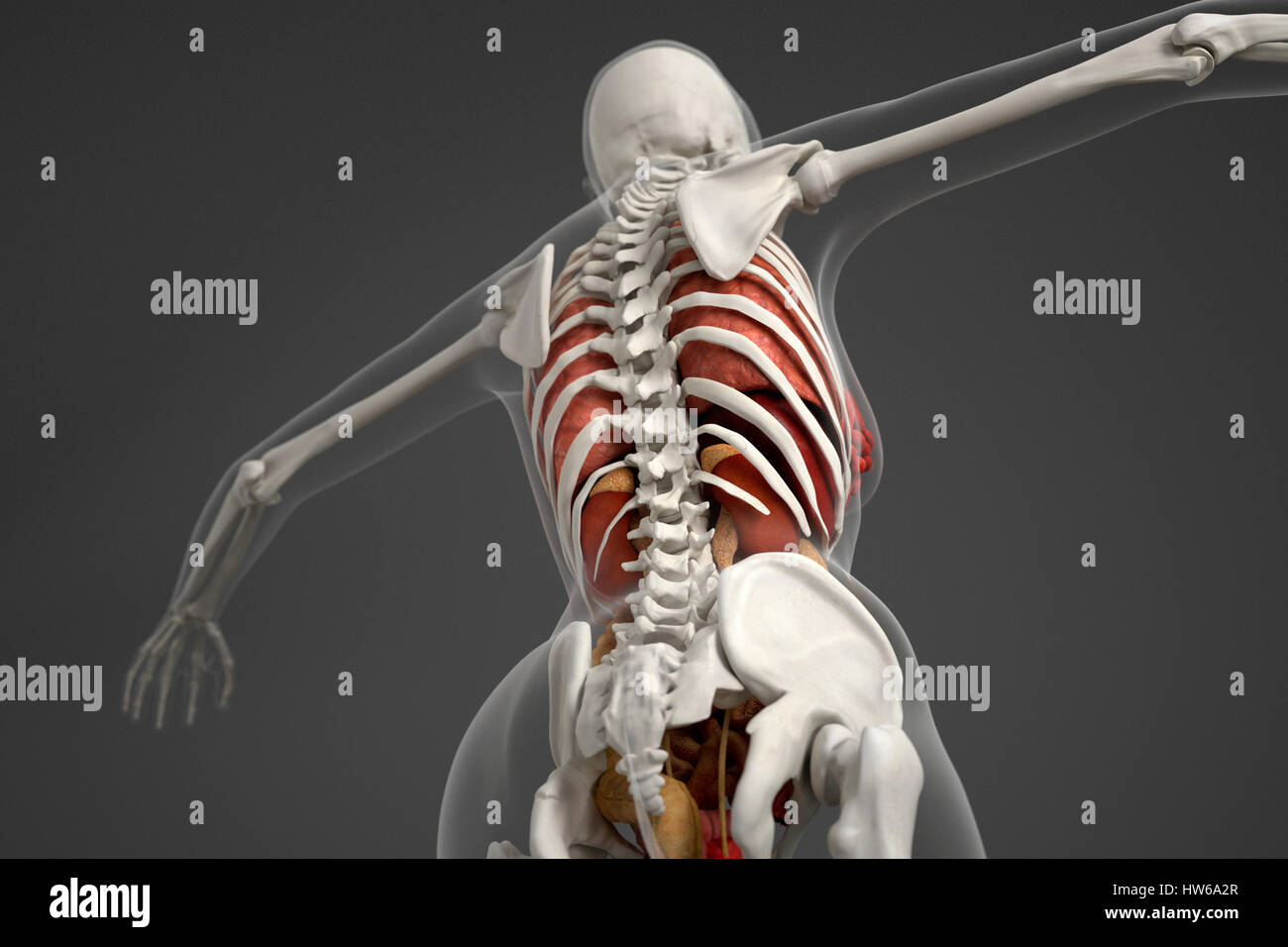 Human skeletal structure illustration Stock Photo Biology Diagrams