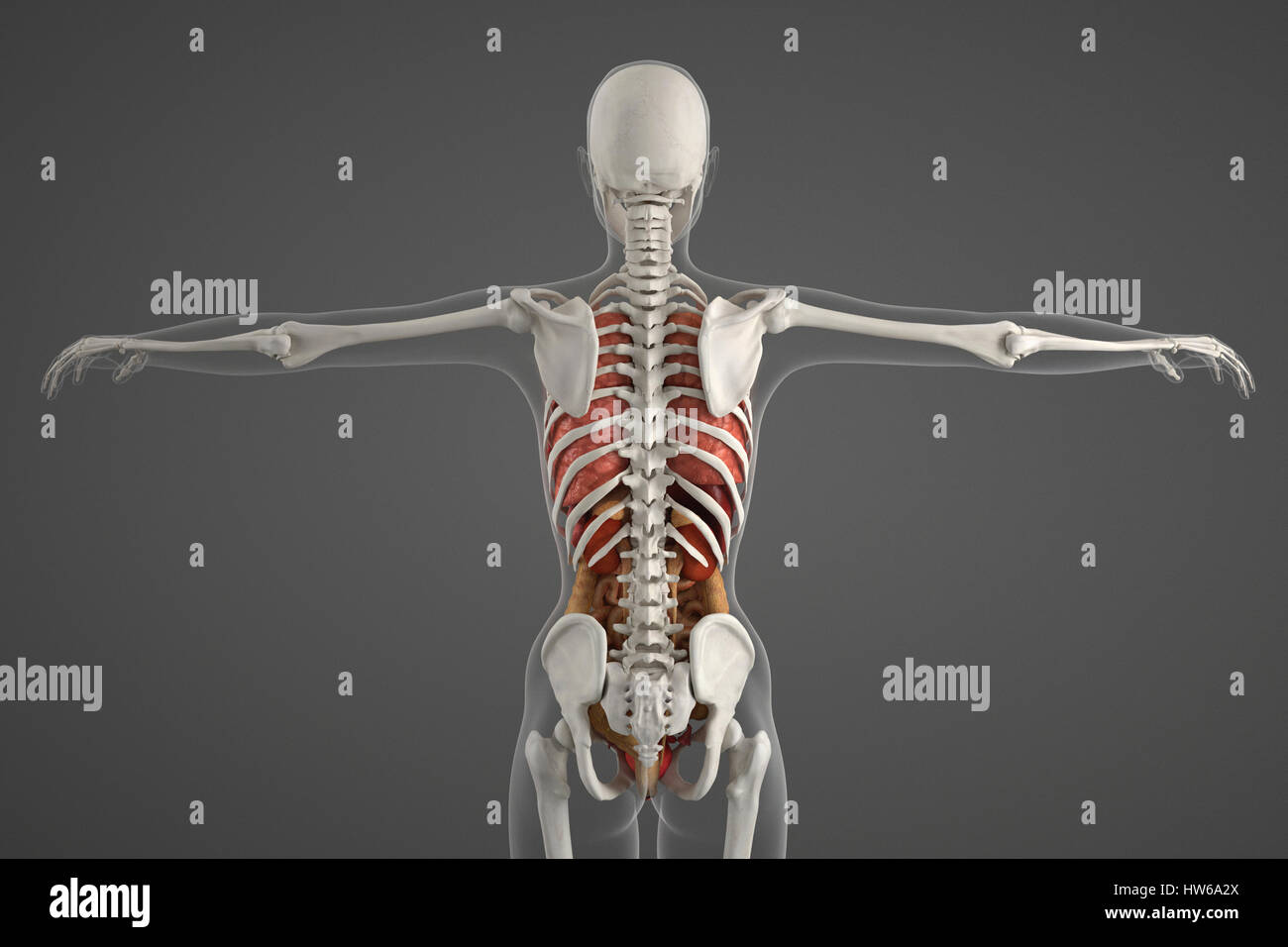 Human skeletal structure, illustration. Stock Photo
