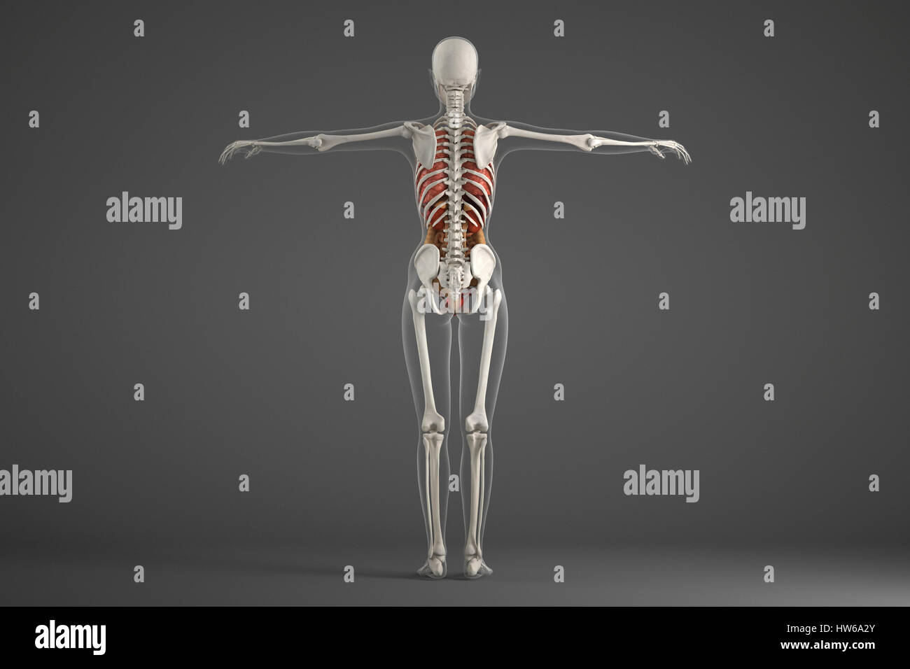 Human skeletal structure, illustration Stock Photo Biology Diagrams