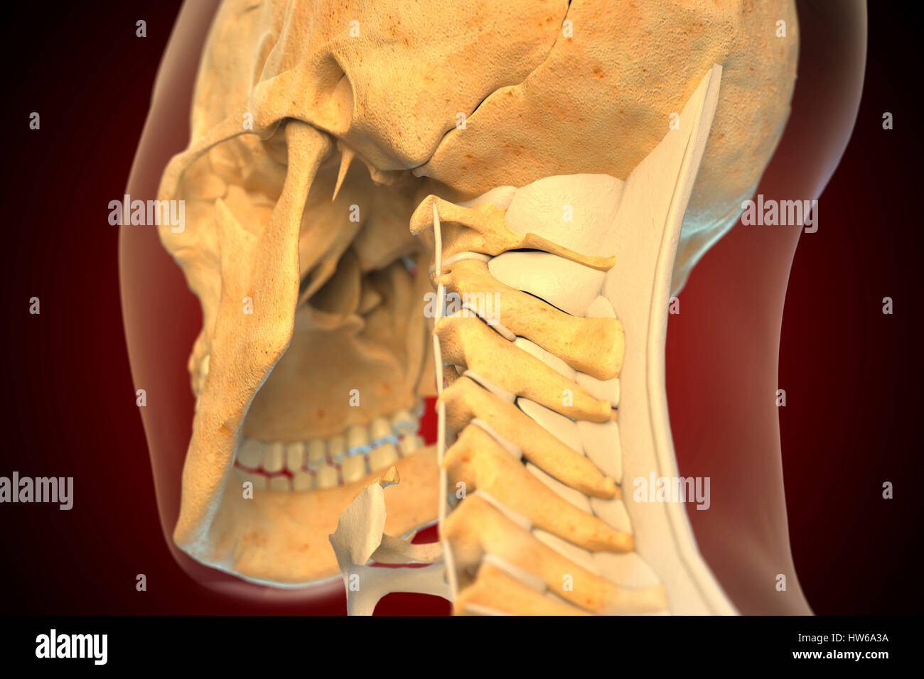 Ligaments of the human neck, illustration. Stock Photo