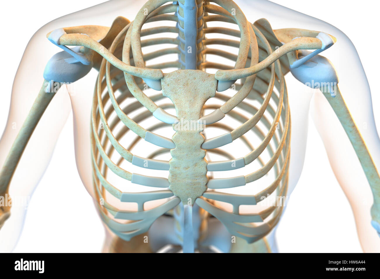 Human thorax hi-res stock photography and images - Alamy