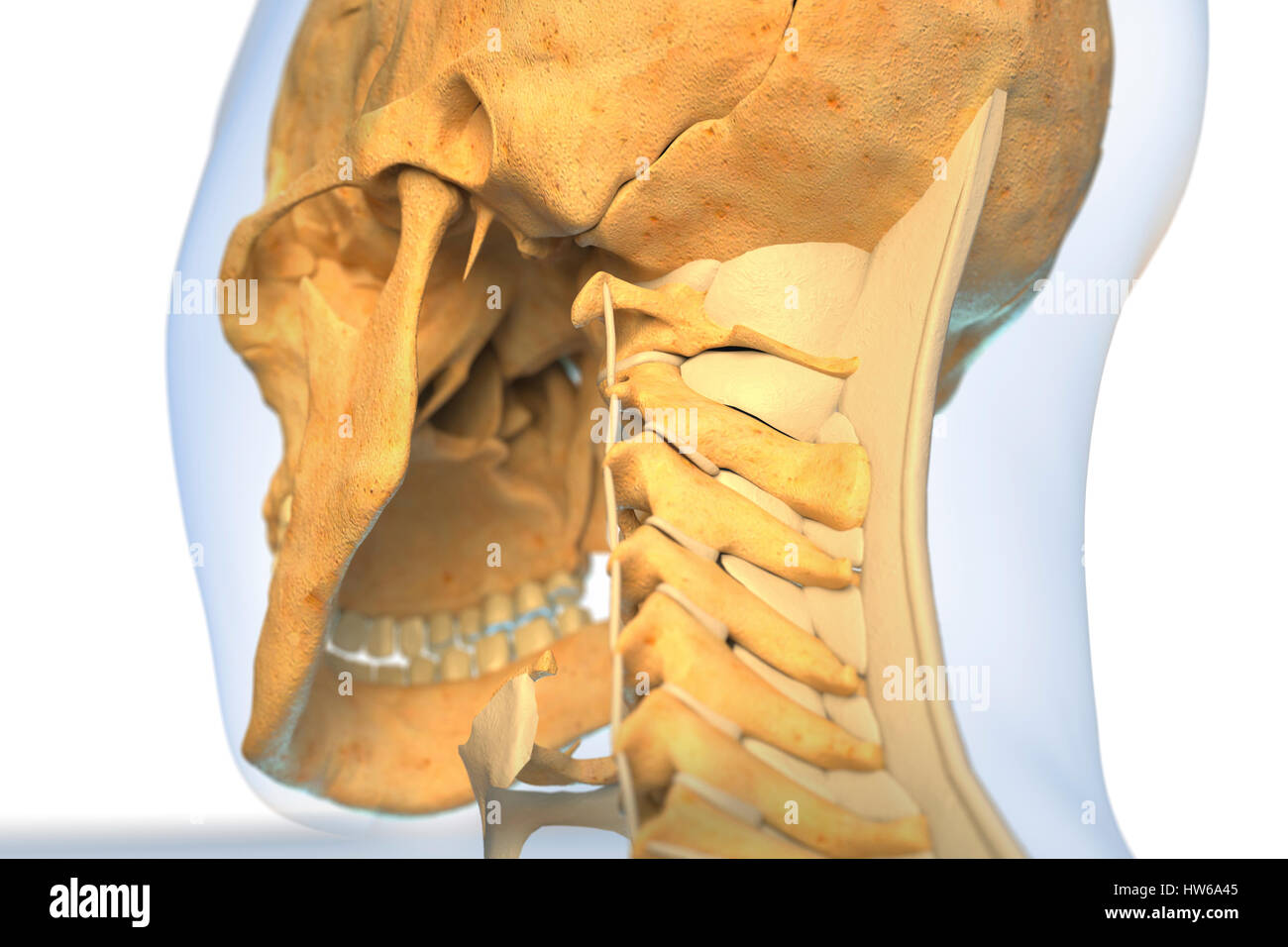 Ligaments of the human neck, illustration. Stock Photo