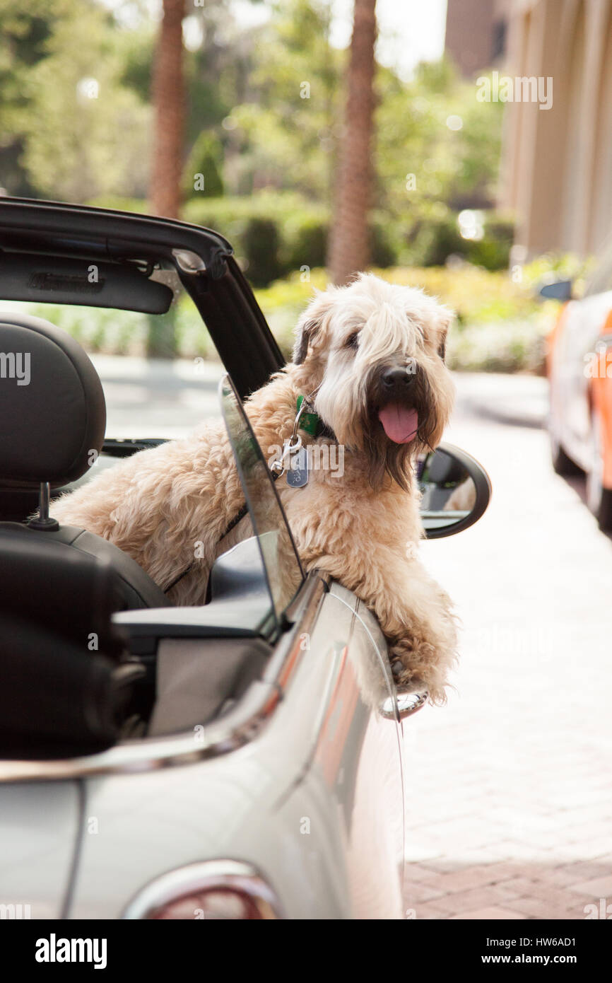 Dog driving convertible car hires stock photography and images Alamy