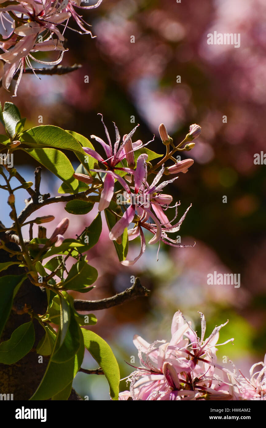 The Bauhinia or Orchid tree Stock Photo