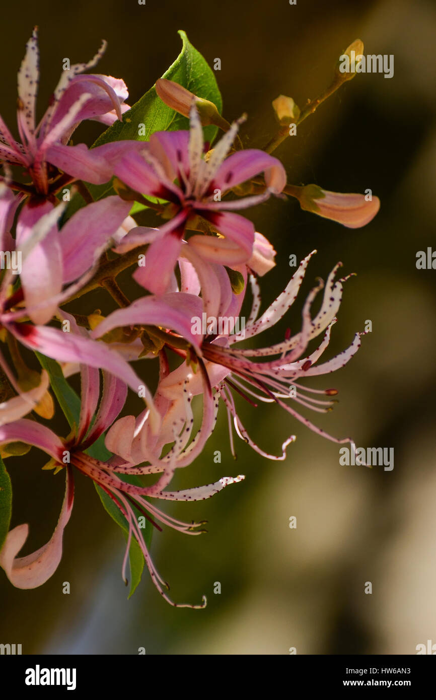 The Bauhinia or Orchid tree Stock Photo