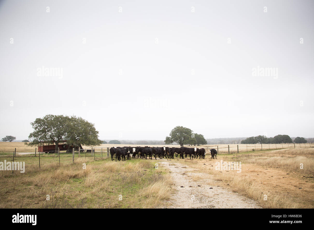 Live oaks, prairie grasses and cattle dot the landscape on in Nixon, TX