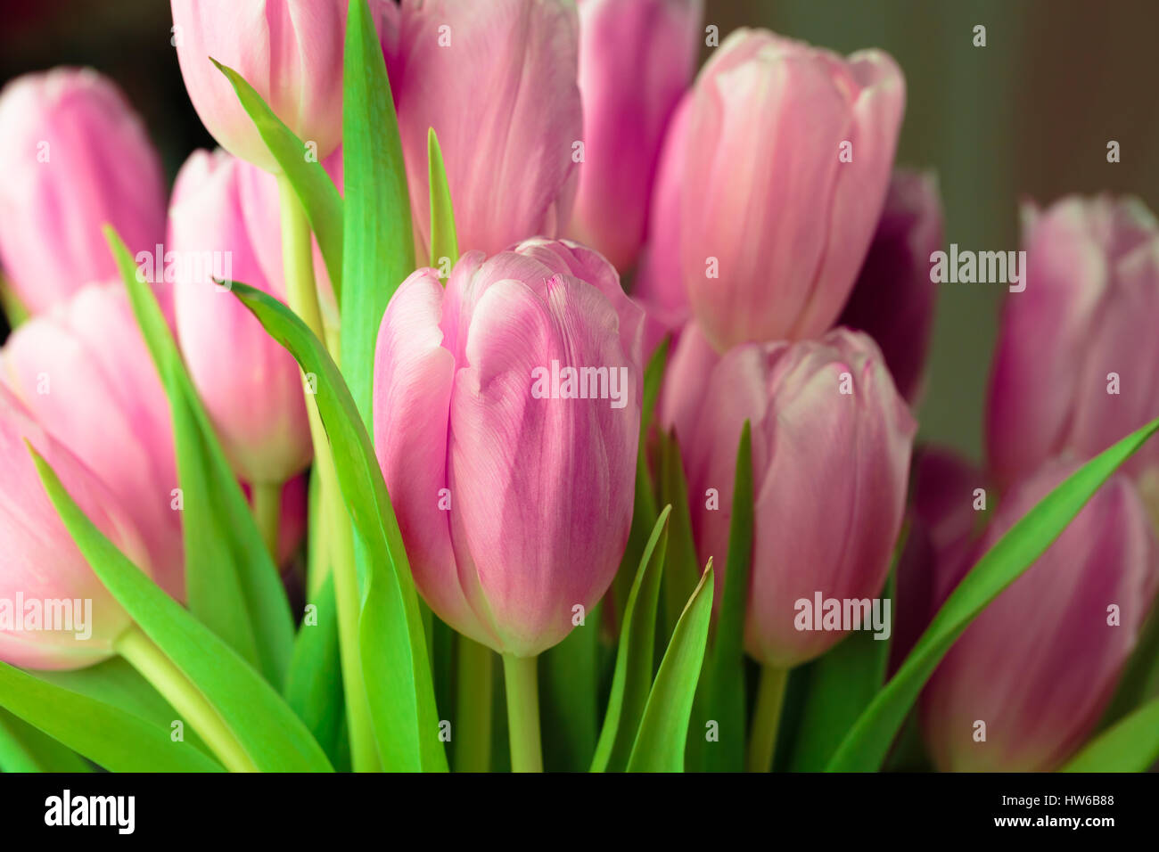 Bouquet of pink tulips close up photo Stock Photo - Alamy