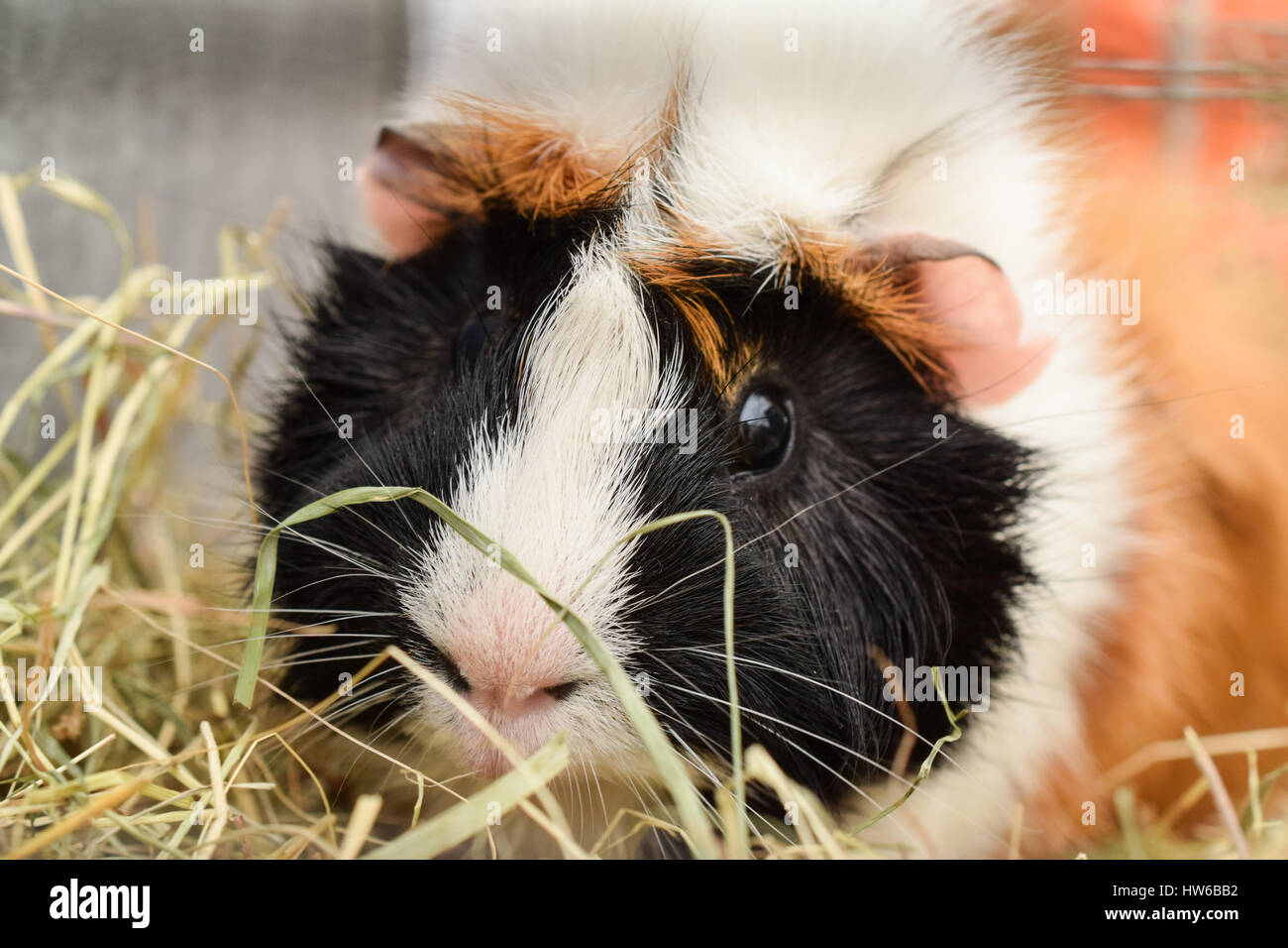Guinea Pig at Southern Agricultural Show, Isle Of Man Stock Photo