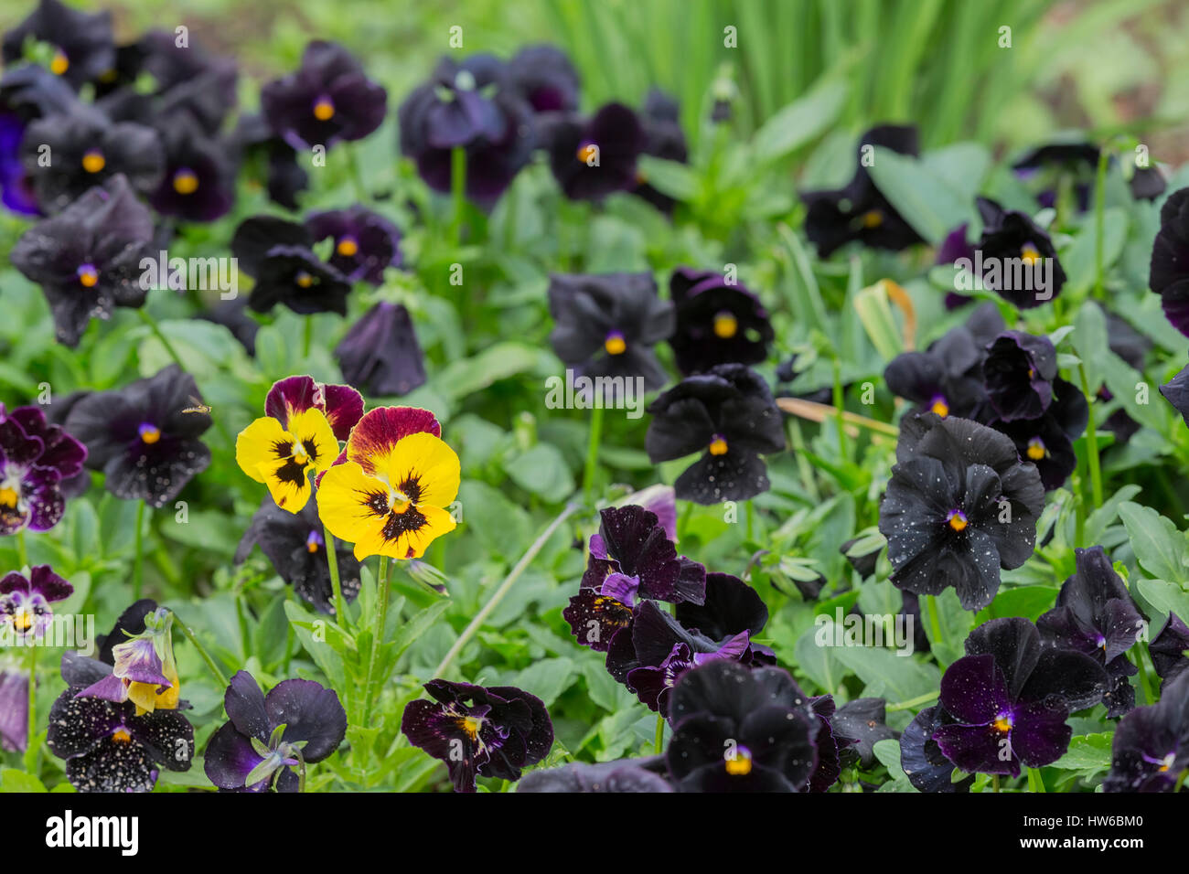 Black tulip flower.( "Queen of the night Stock Photo Alamy